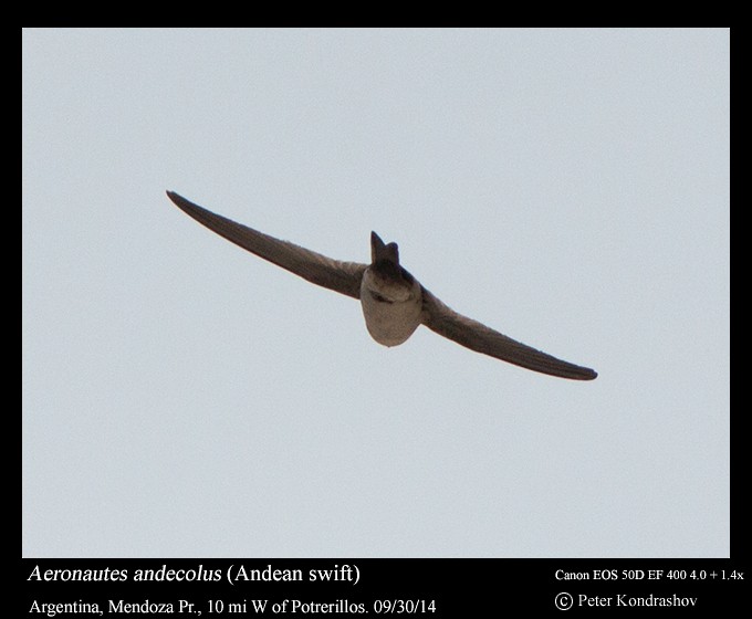 Andean Swift - ML380992731