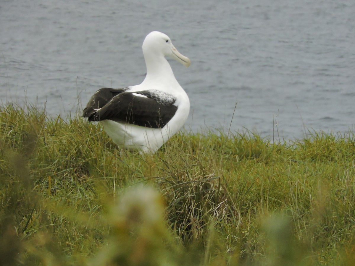 Northern Royal Albatross - Kate La Plante