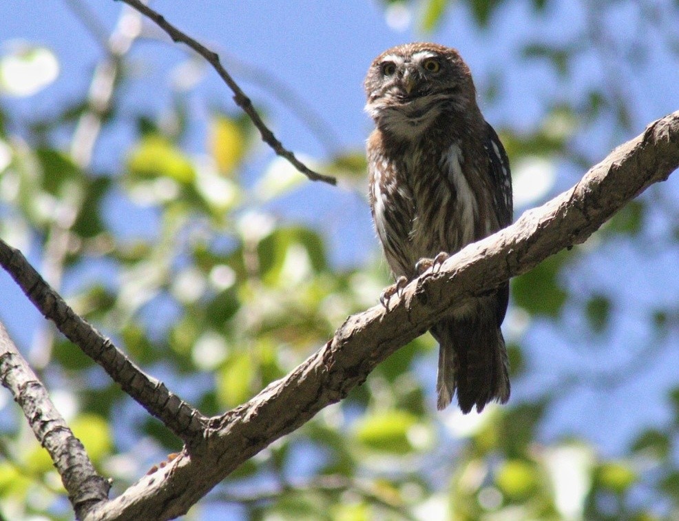 Austral Pygmy-Owl - Pablo Moreno
