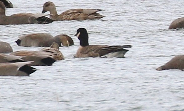 Cackling Goose (Aleutian) - ML381015061