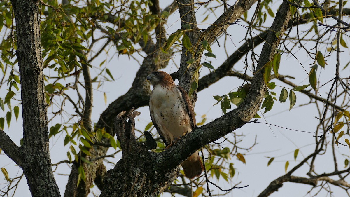 Red-tailed Hawk (borealis) - ML381018741