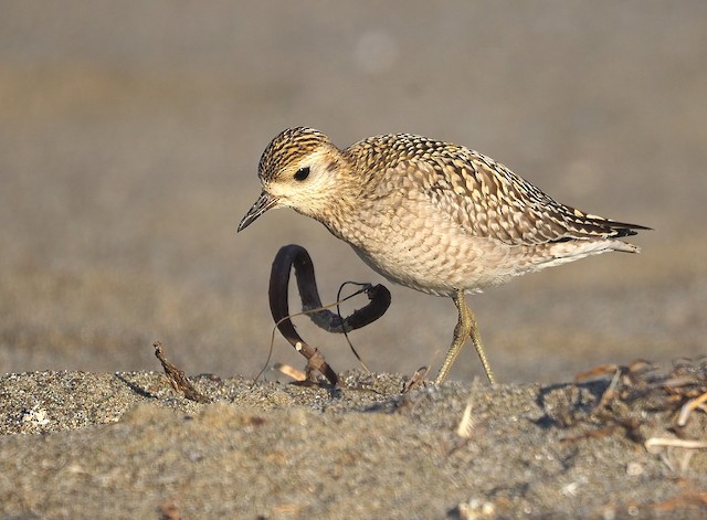Pacific Golden-Plover