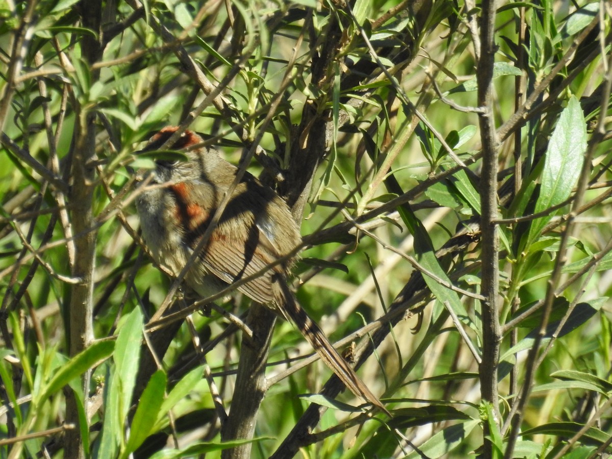 Pale-breasted Spinetail - ML381027001