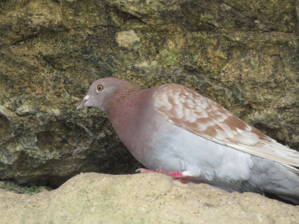 Rock Pigeon (Feral Pigeon) - ML38103101