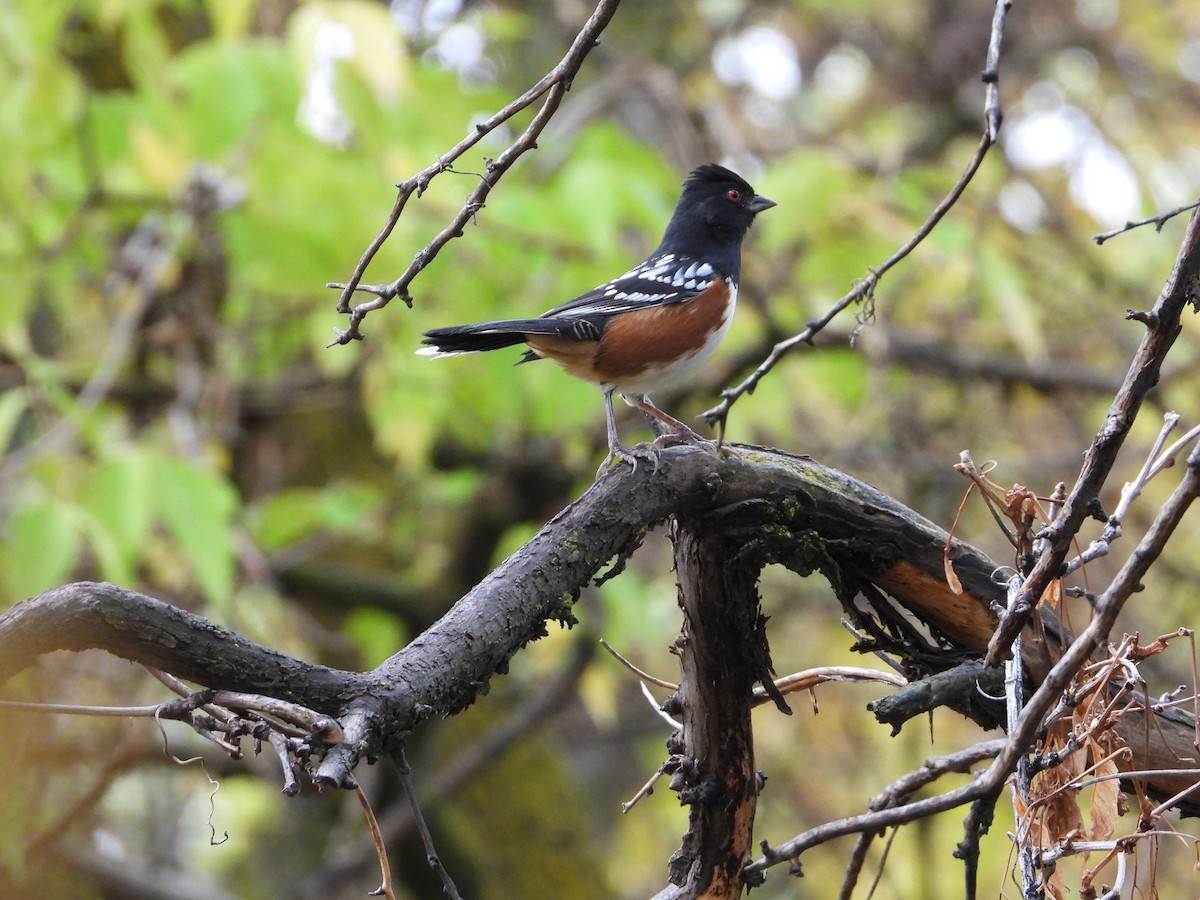Spotted Towhee - ML381036031