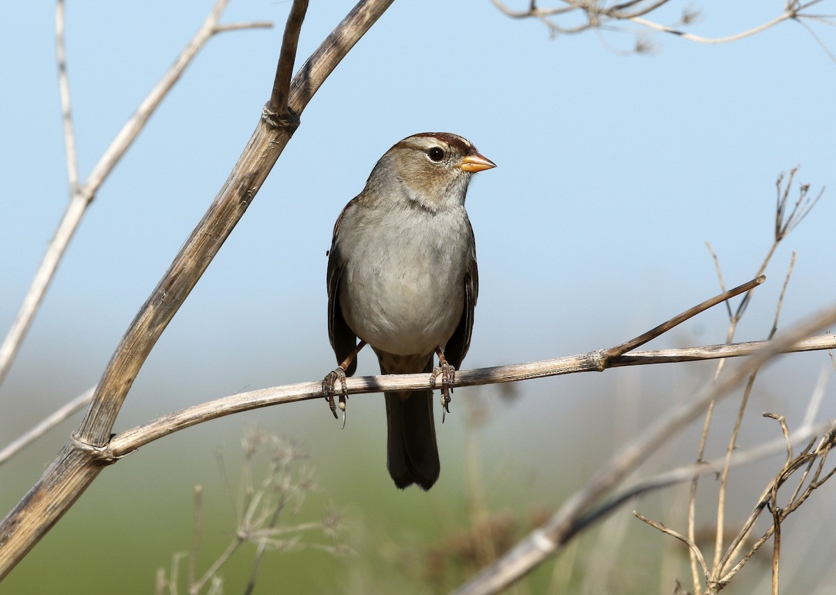 White-crowned Sparrow - ML381037061
