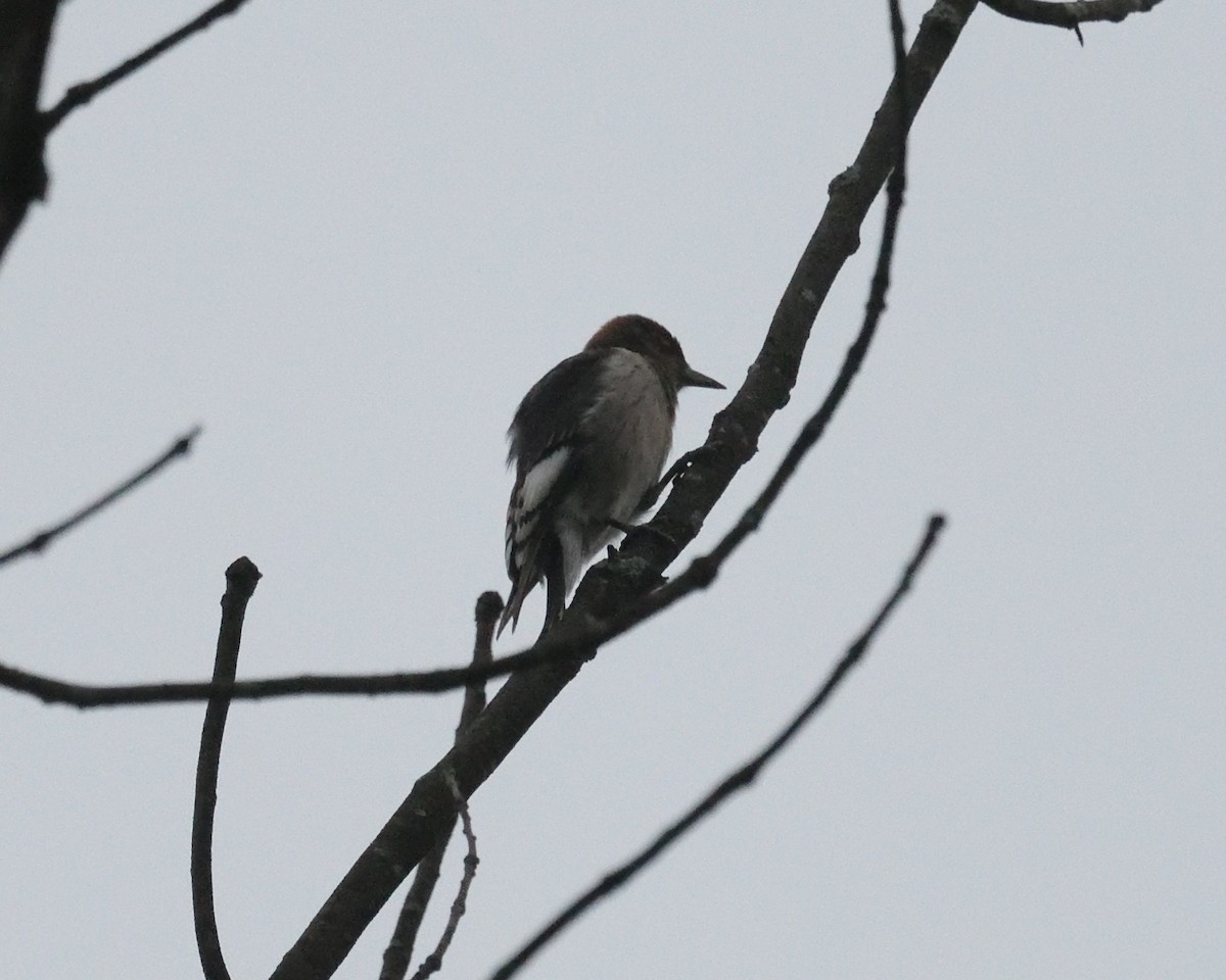 Red-headed Woodpecker - ML381048751