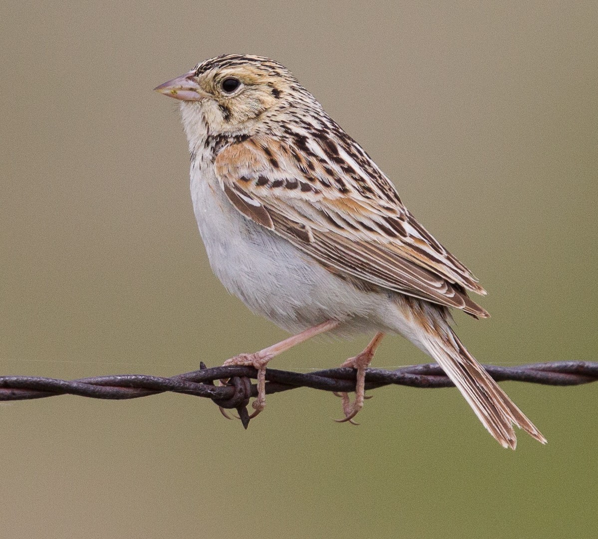 Baird's Sparrow - ML38105221
