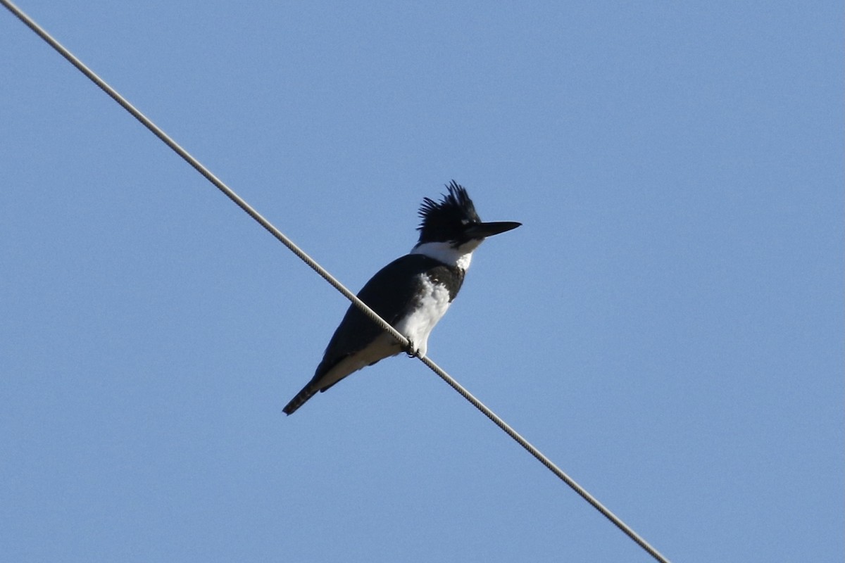 Belted Kingfisher - ML381052801