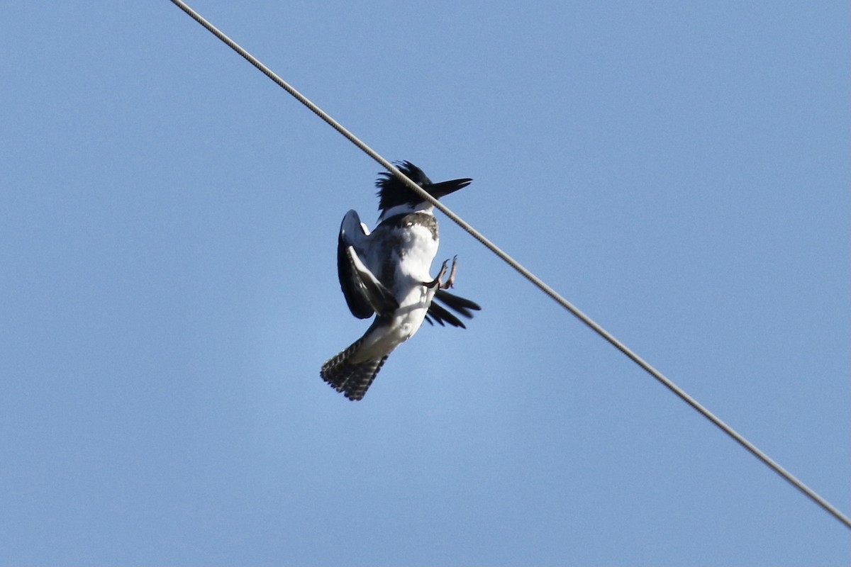 Belted Kingfisher - Russ Morgan