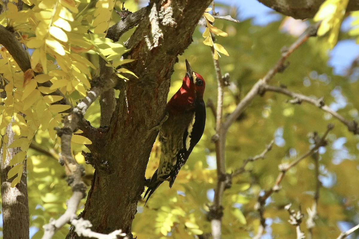 Red-breasted Sapsucker - ML381052861