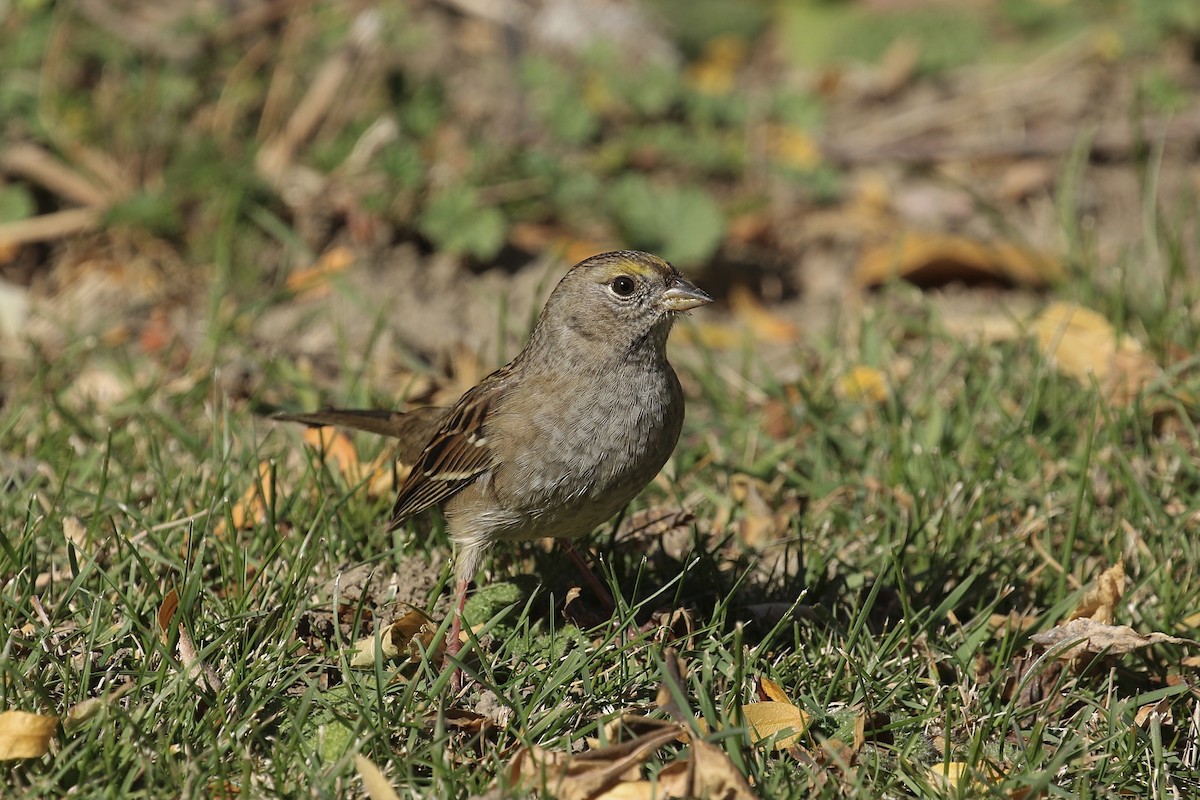 Golden-crowned Sparrow - ML381053111