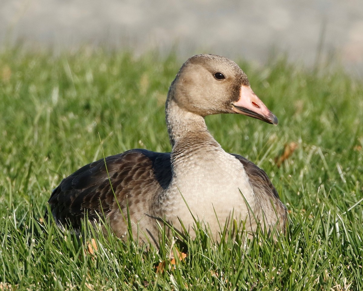 Greater White-fronted Goose - ML381061081