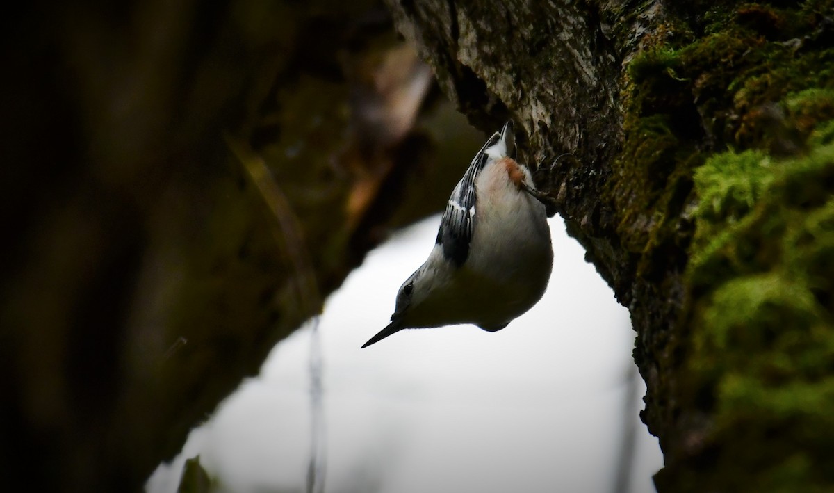 White-breasted Nuthatch - ML381064761