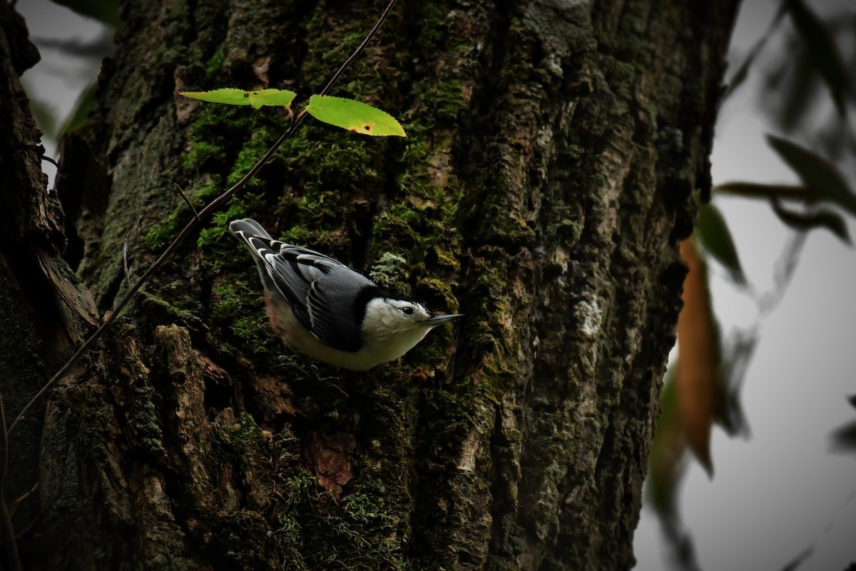 White-breasted Nuthatch - ML381065161