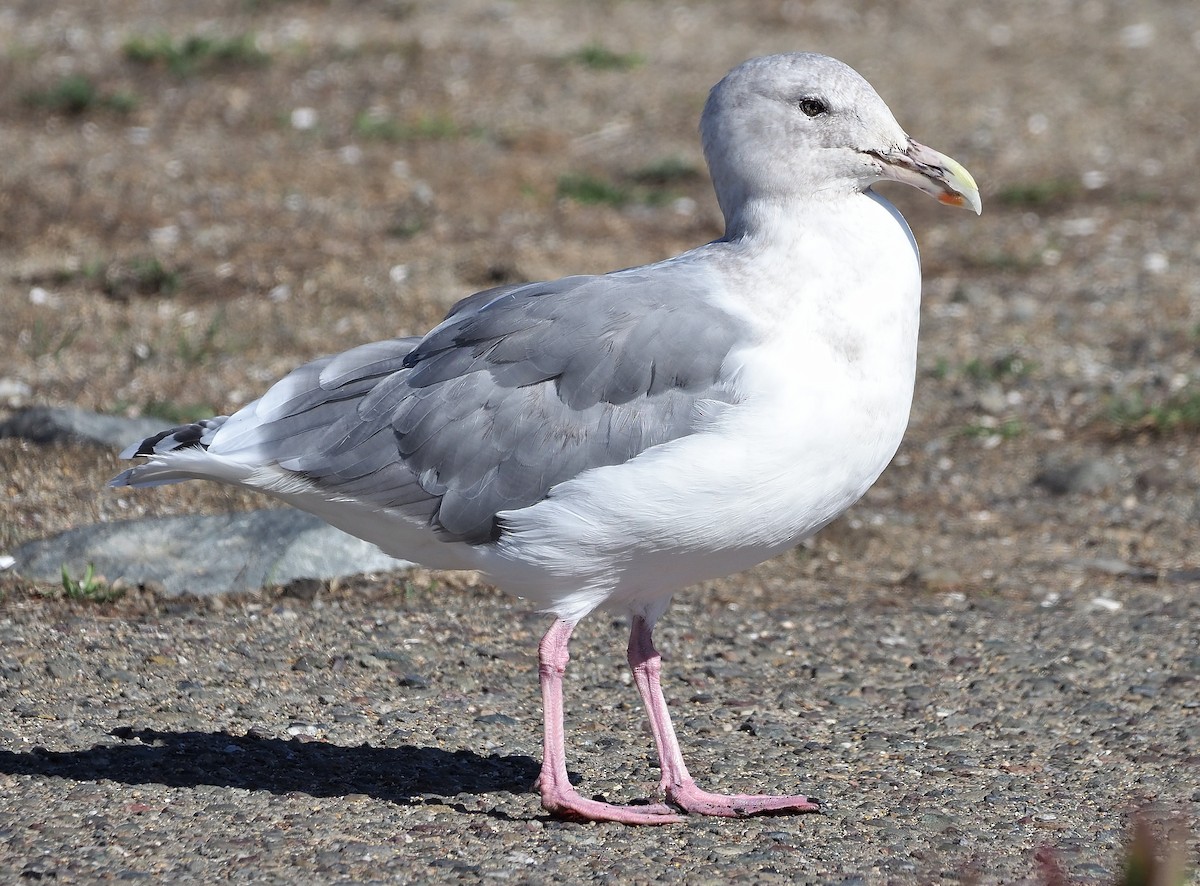 Western x Glaucous-winged Gull (hybrid) - Aidan Brubaker