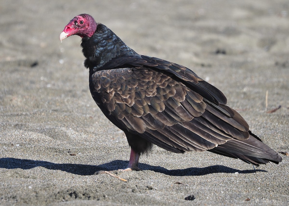 Turkey Vulture (Northern) - ML381071491