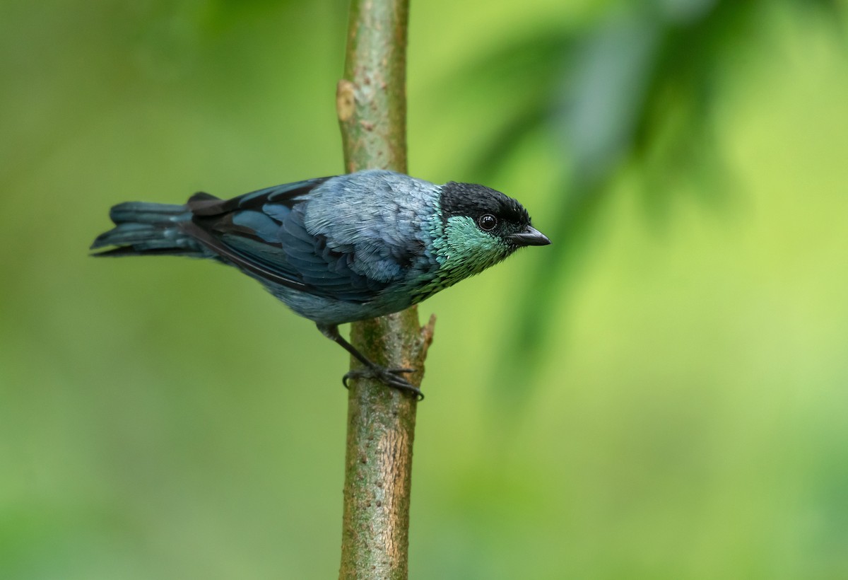 Black-capped Tanager - ML381072711
