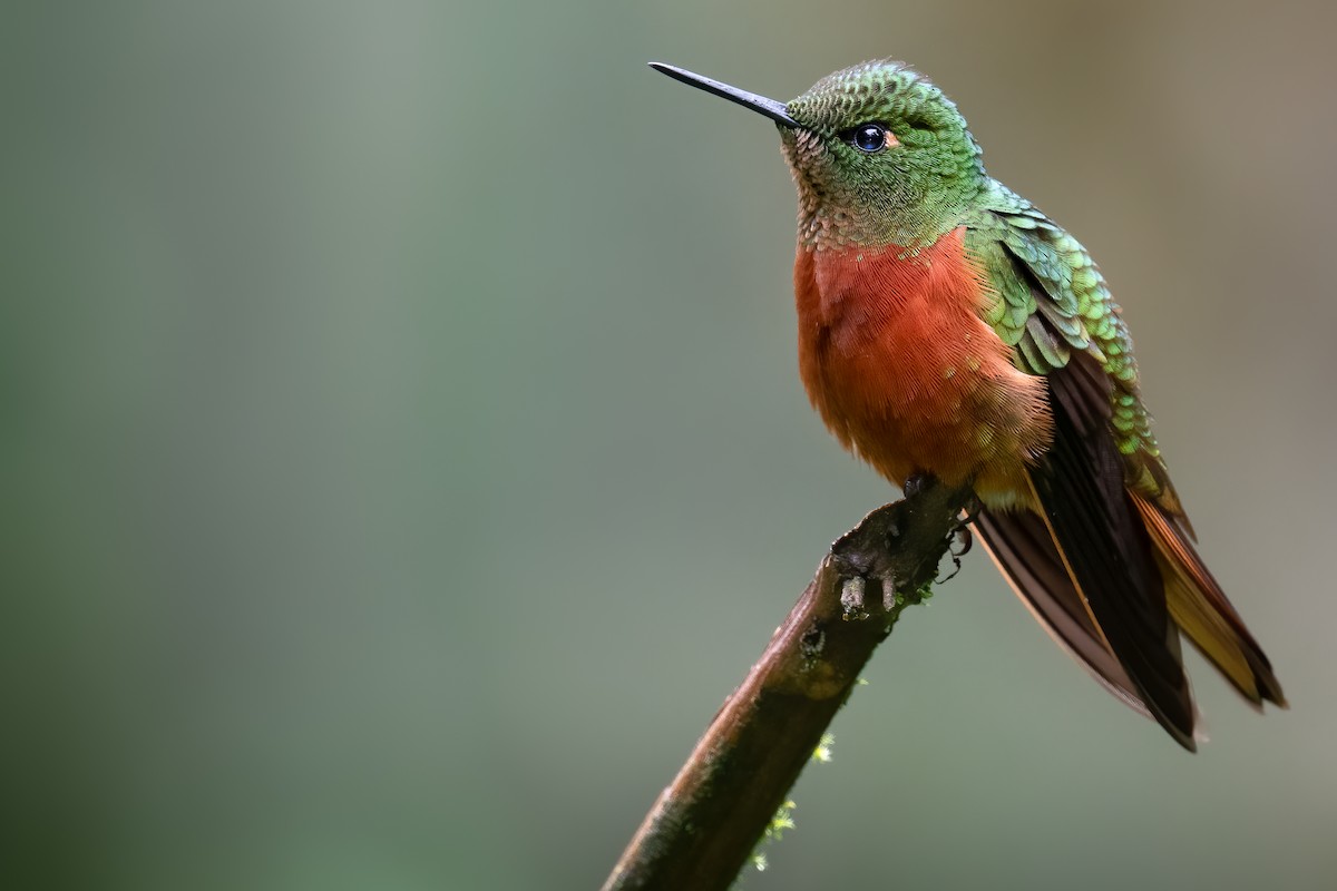 kolibřík peruánský - ML381074071