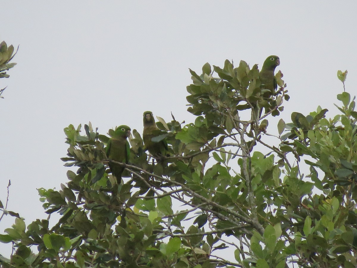 Olive-throated Parakeet - ML381077221