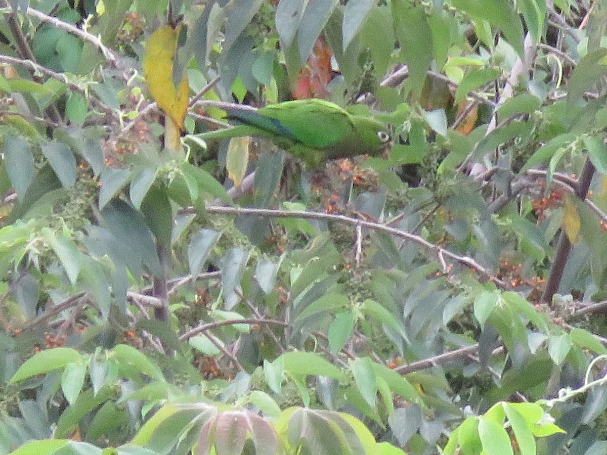 Olive-throated Parakeet - ML381077231