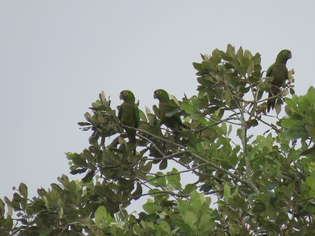Olive-throated Parakeet - ML381077241