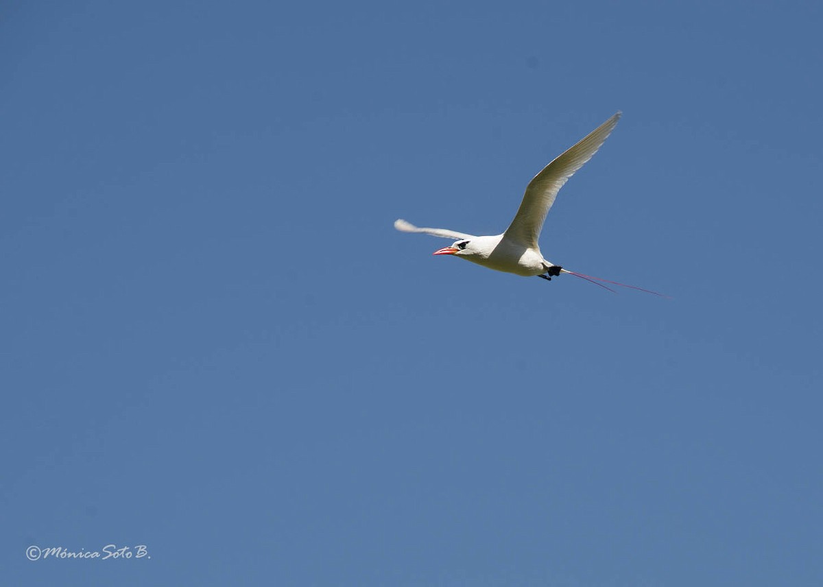Red-tailed Tropicbird - ML381080751