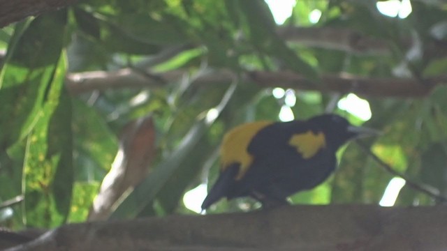 Yellow-rumped Cacique - ML381082021