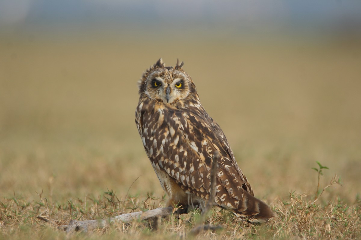 Short-eared Owl - ML381084071