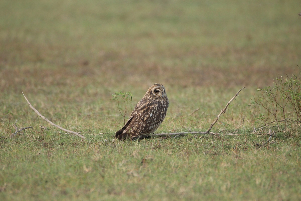 Short-eared Owl - ML381084081