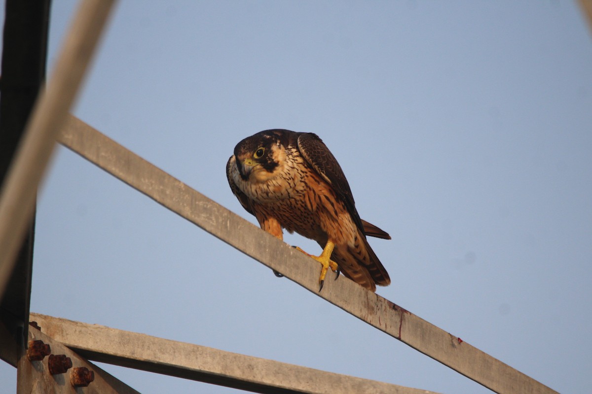 Peregrine Falcon (Shaheen) - ML381087121