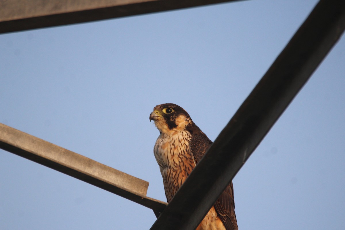 Peregrine Falcon (Shaheen) - ML381087131