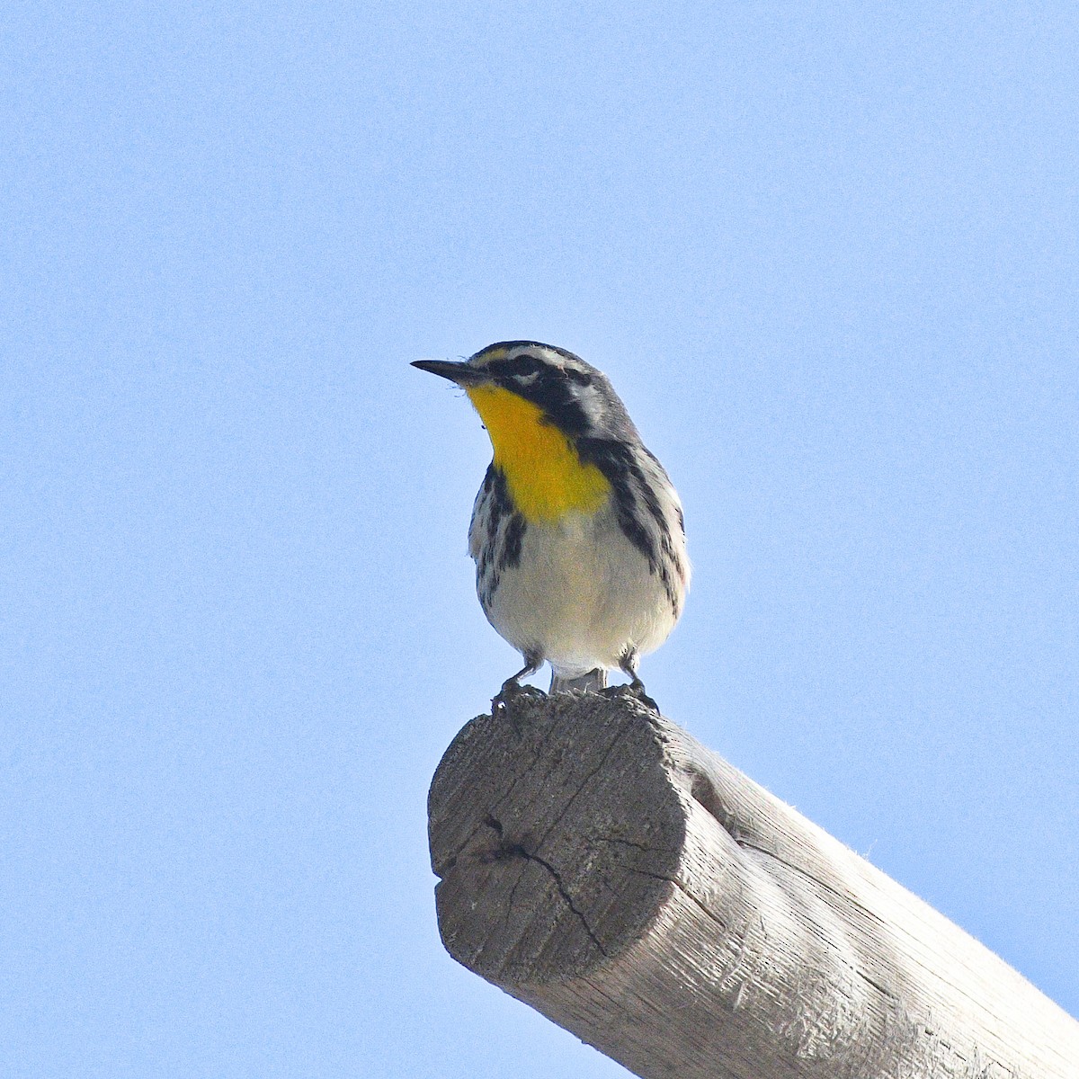 Yellow-throated Warbler - ML381087281