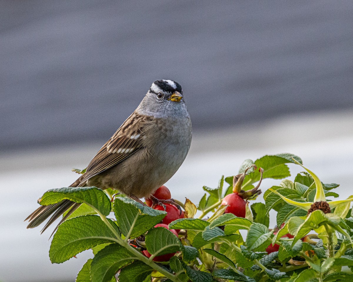 White-crowned Sparrow - ML381087561