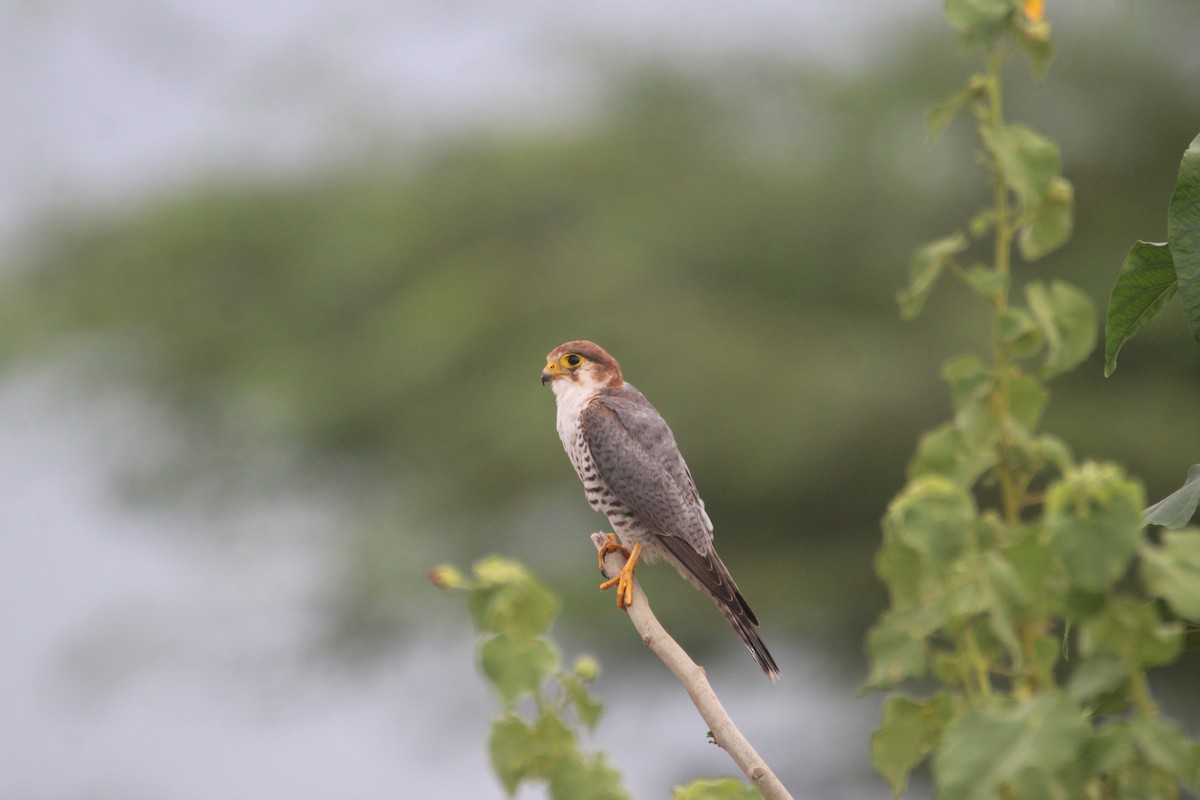 Red-necked Falcon - ML381089571