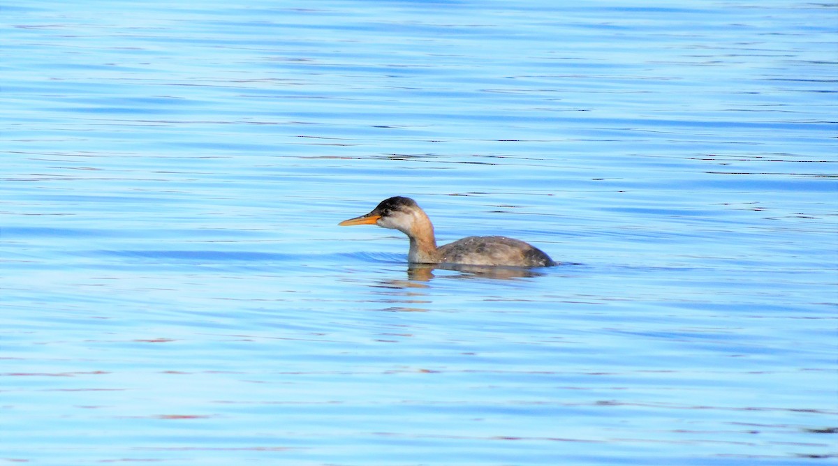 Red-necked Grebe - ML381090941