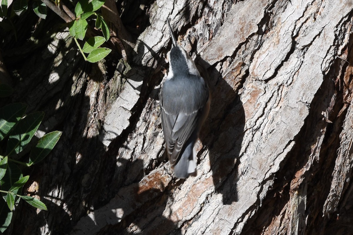 White-breasted Nuthatch - ML381091501