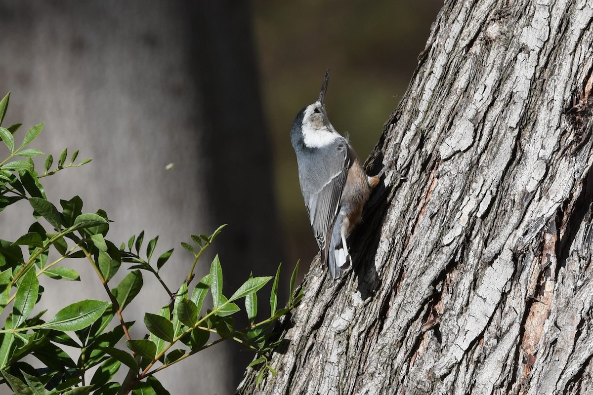 White-breasted Nuthatch - ML381091551
