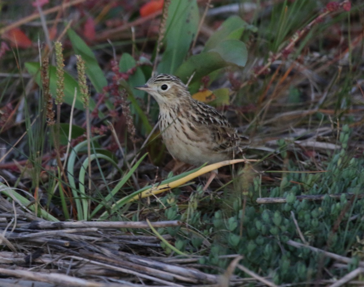 eBird Checklist 23 Oct 2016 Sherwood Island State Park 3 species