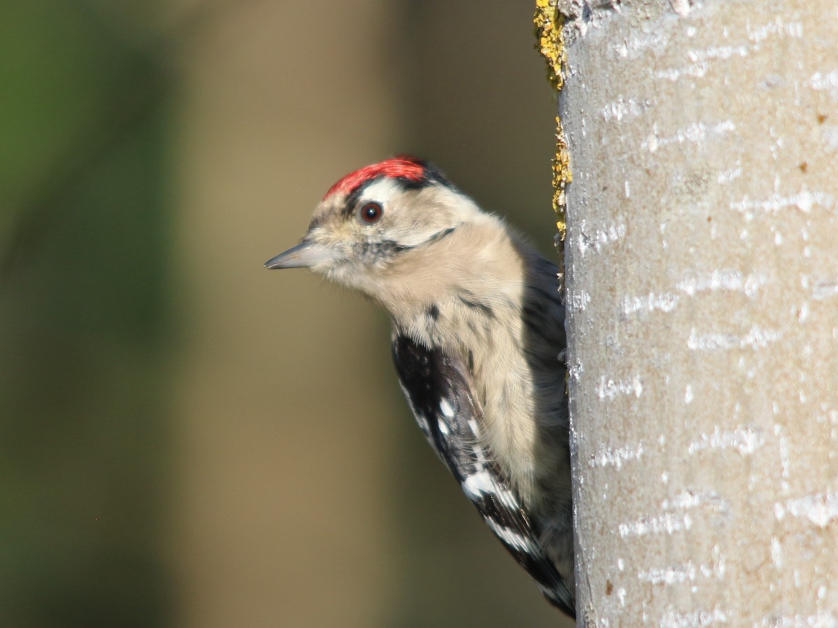 Lesser Spotted Woodpecker - ML381102881