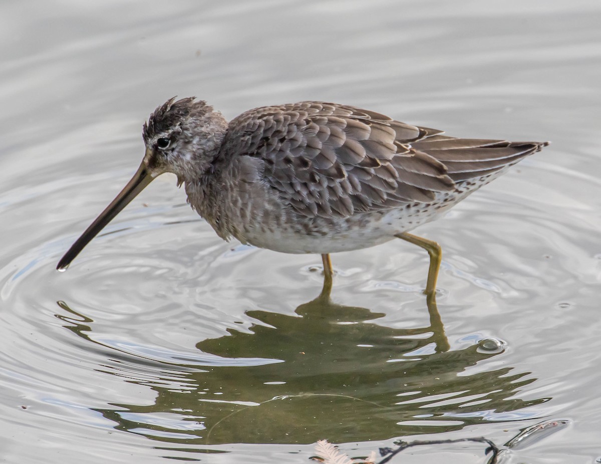 Long-billed Dowitcher - ML381103361
