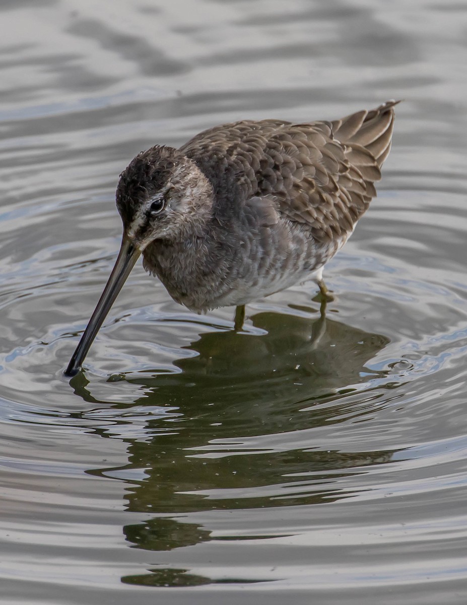 Long-billed Dowitcher - ML381103371