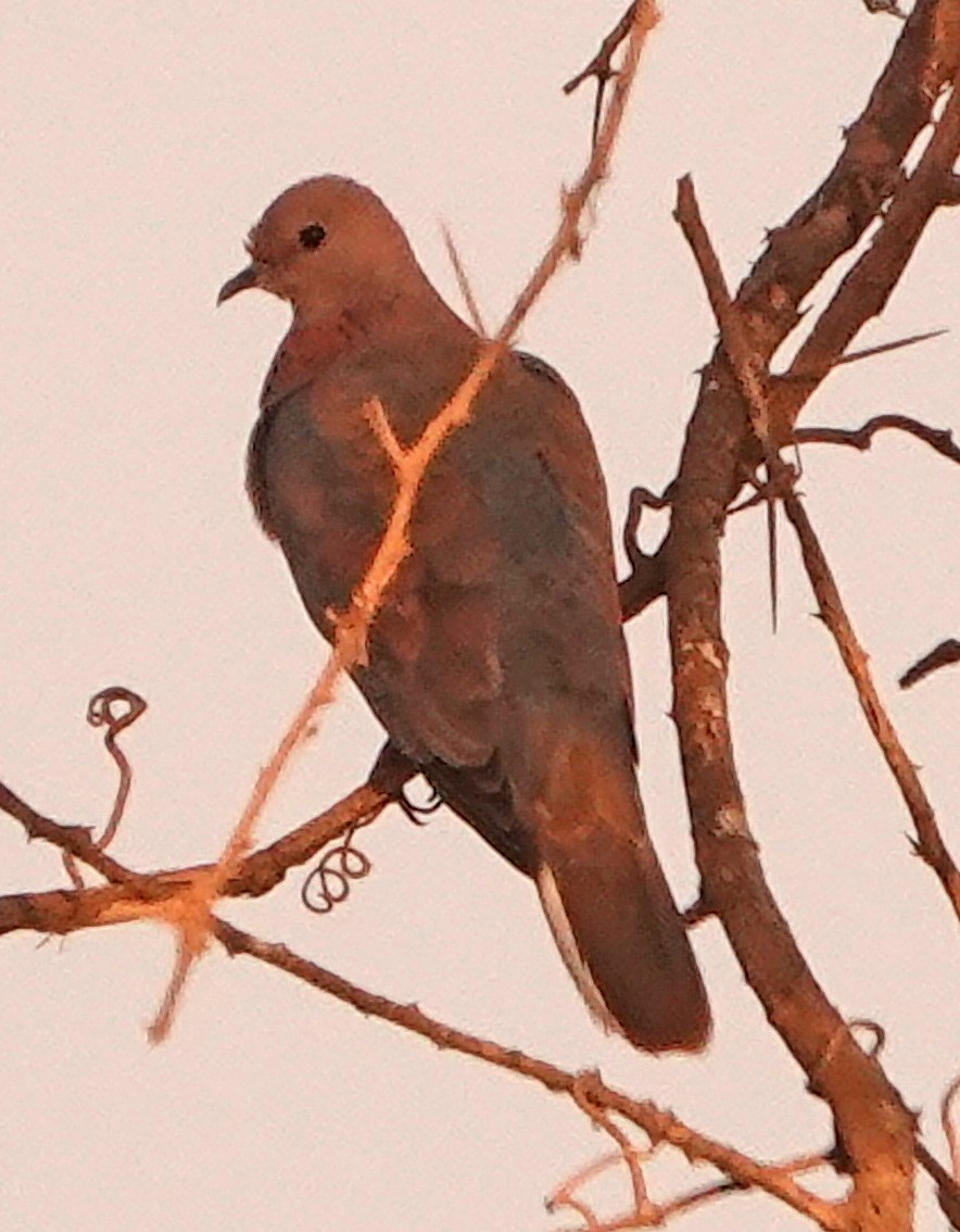 Laughing Dove - ML381106361