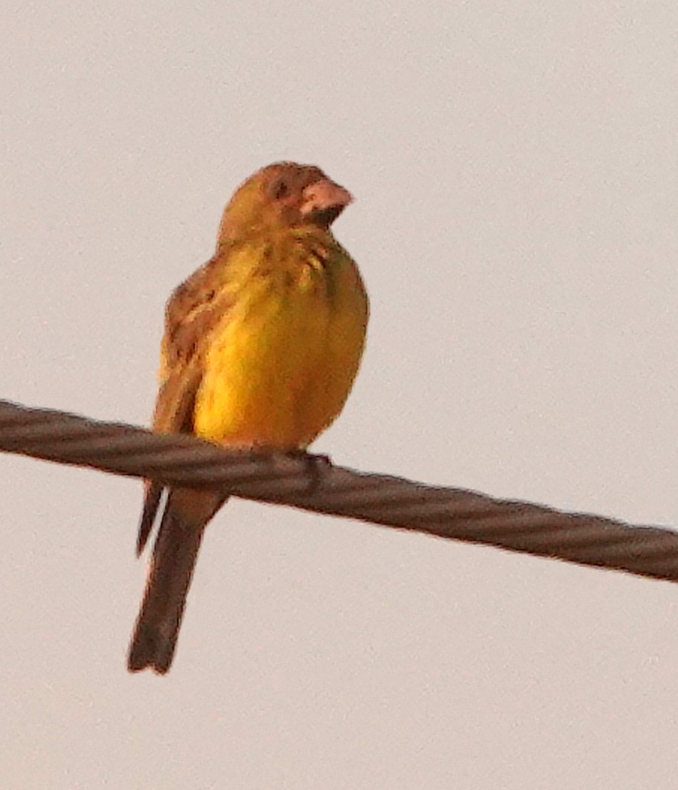 White-bellied Canary - ML381106531