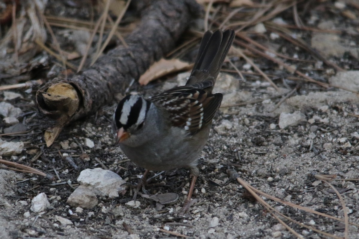 White-crowned Sparrow - ML38110671
