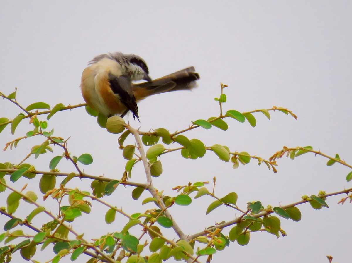 Long-tailed Shrike - Santharam V