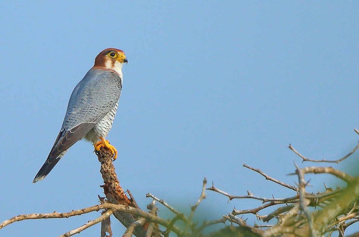 Red-necked Falcon - ML381106961