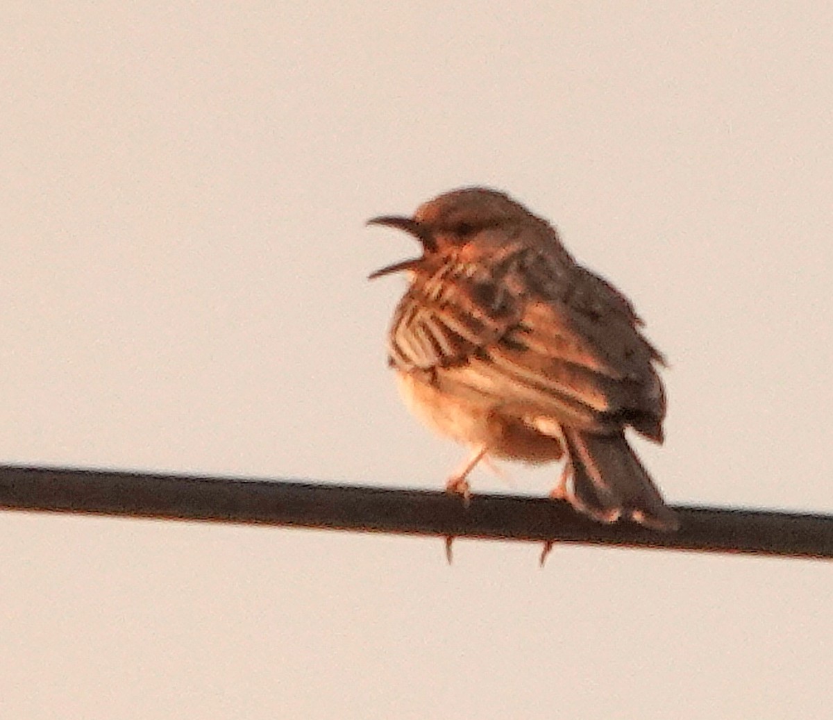 Pink-breasted Lark - ML381107861