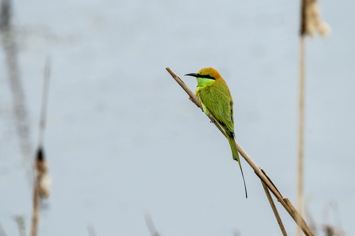Asian Green Bee-eater - Bharatendra Singh Parihar