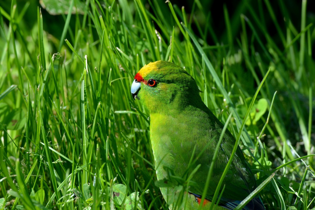 Yellow-crowned Parakeet - ML38111631